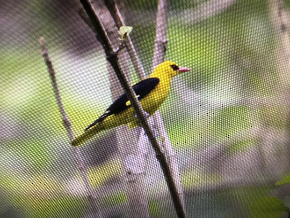 Indian Golden Oriole - Snehes Bhoumik
