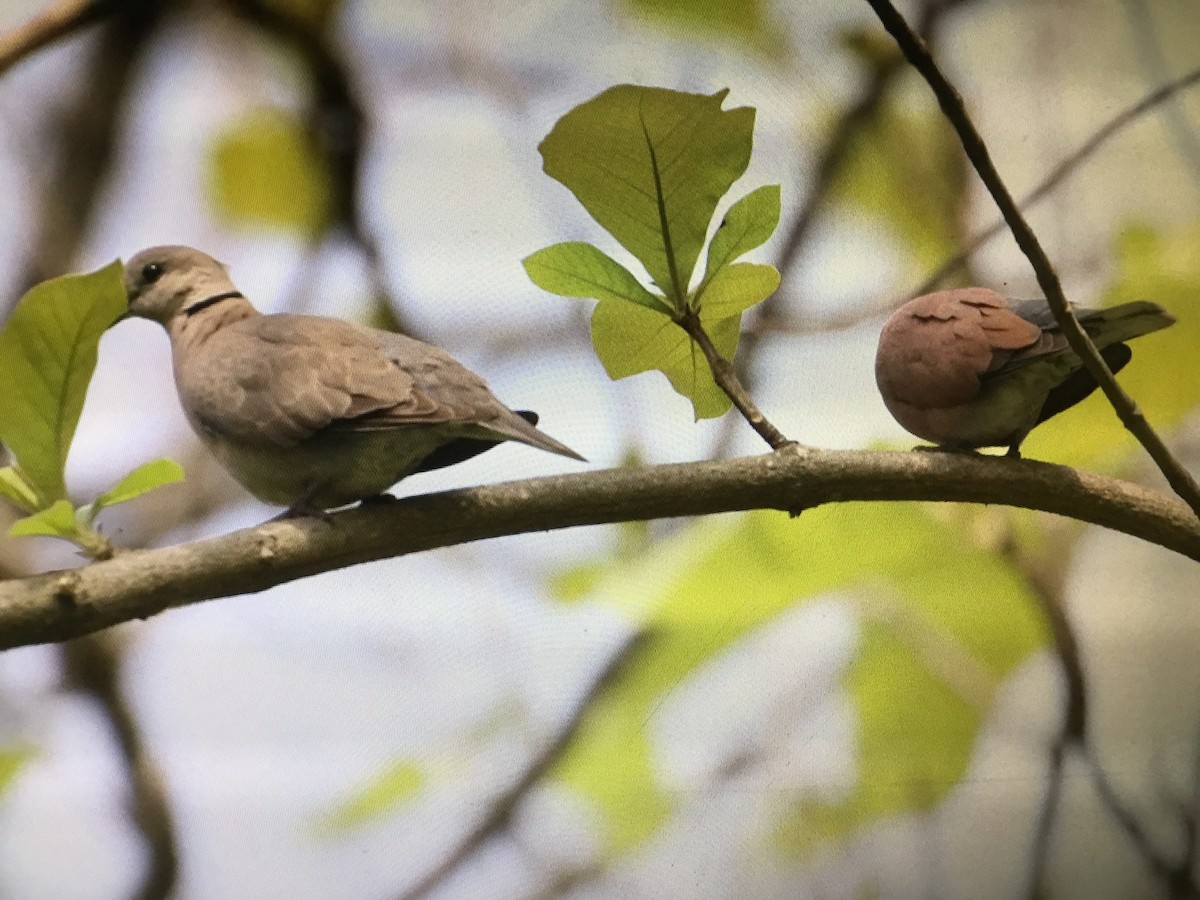 Red Collared-Dove - ML152013321