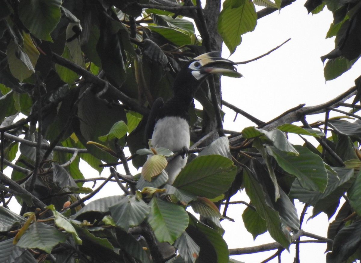 Oriental Pied-Hornbill - Phoenix Kwan