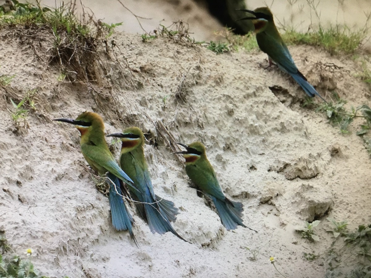 Blue-tailed Bee-eater - ML152013611
