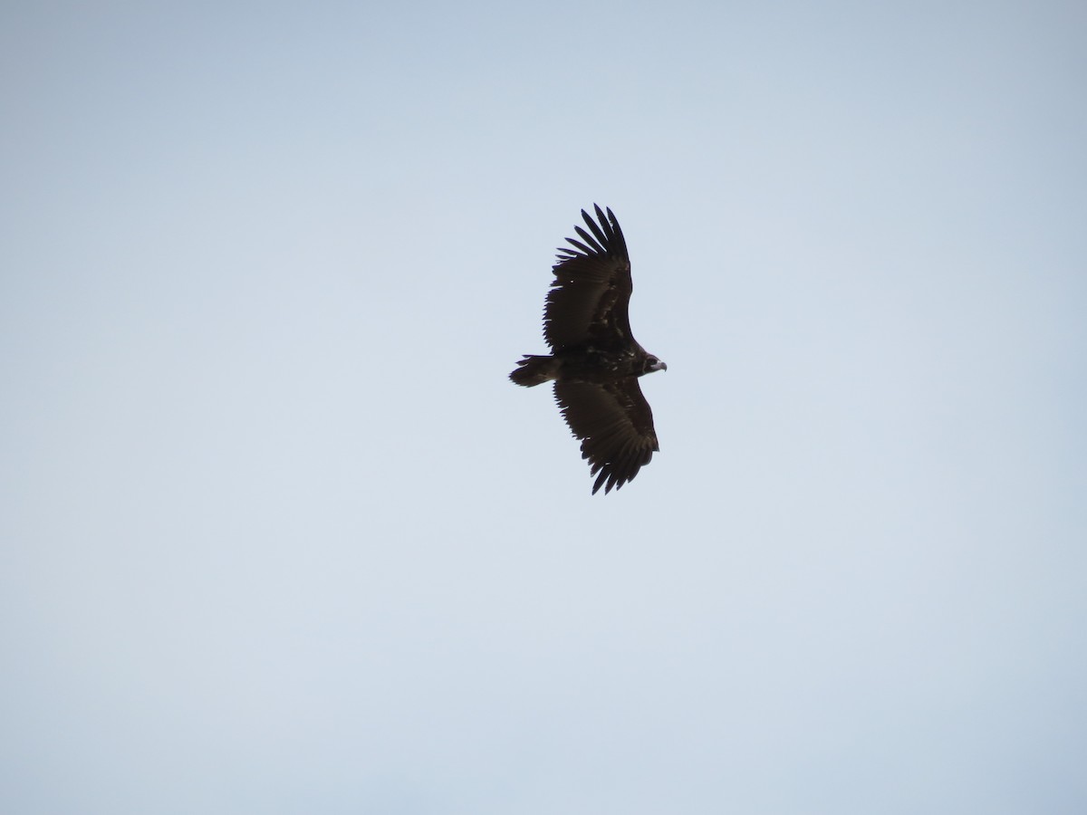 Cinereous Vulture - ML152013801