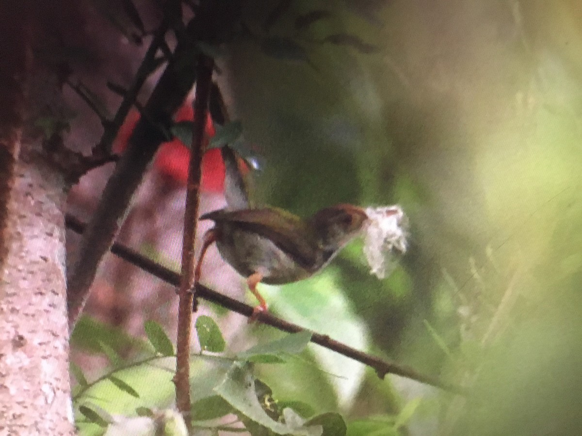 Common Tailorbird - Snehes Bhoumik