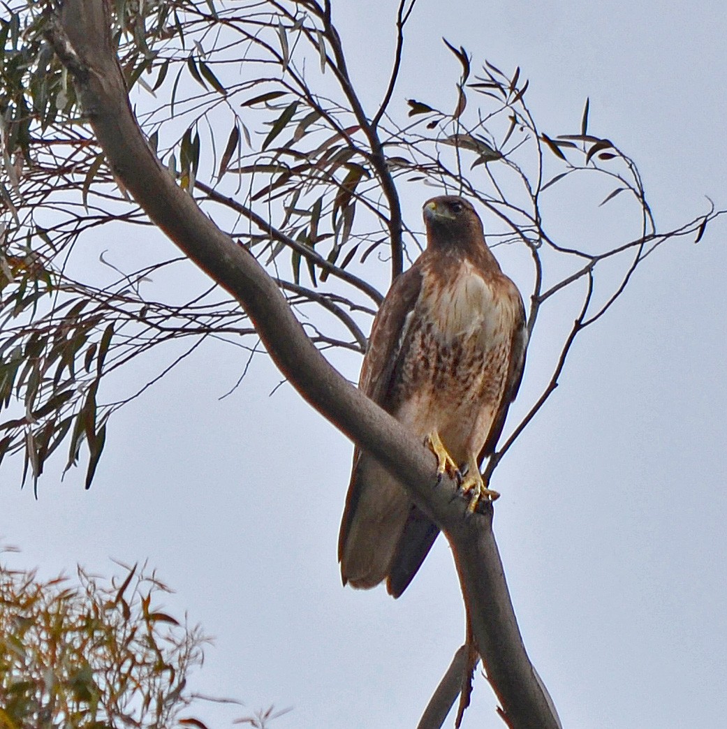 Red-tailed Hawk - Alison Davies