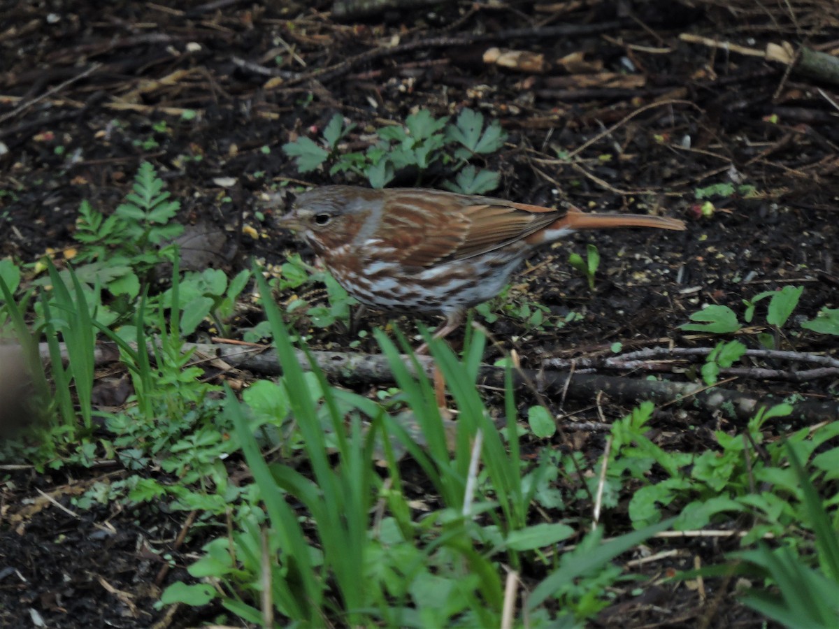 Fox Sparrow - ML152013911