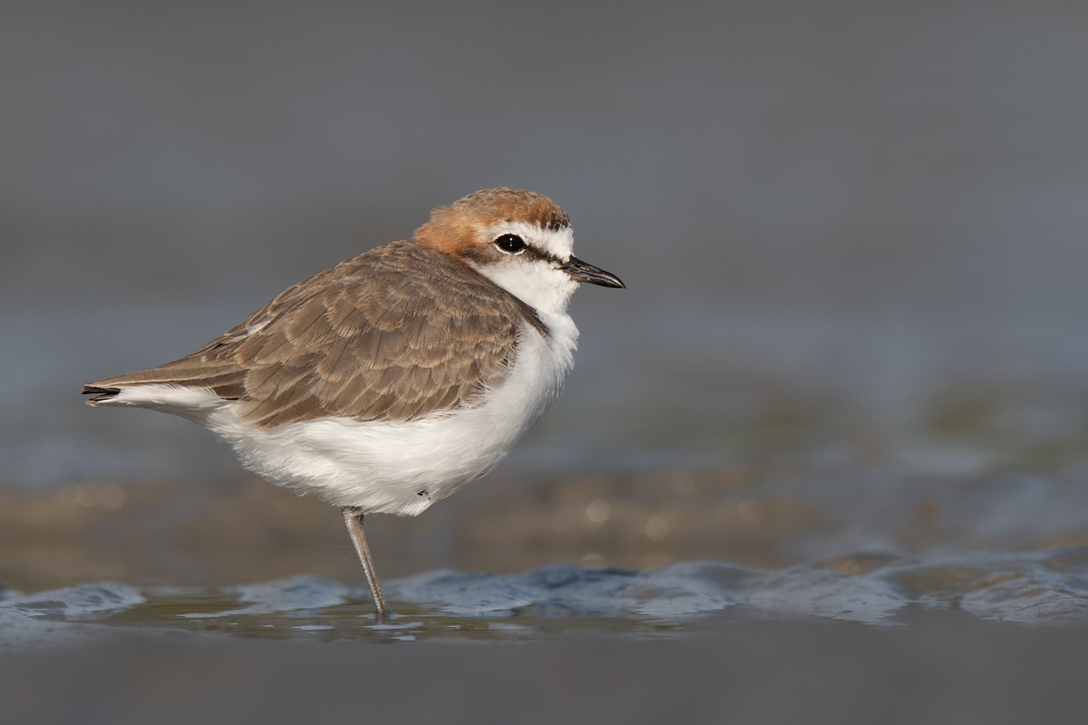 Red-capped Plover - ML152014291
