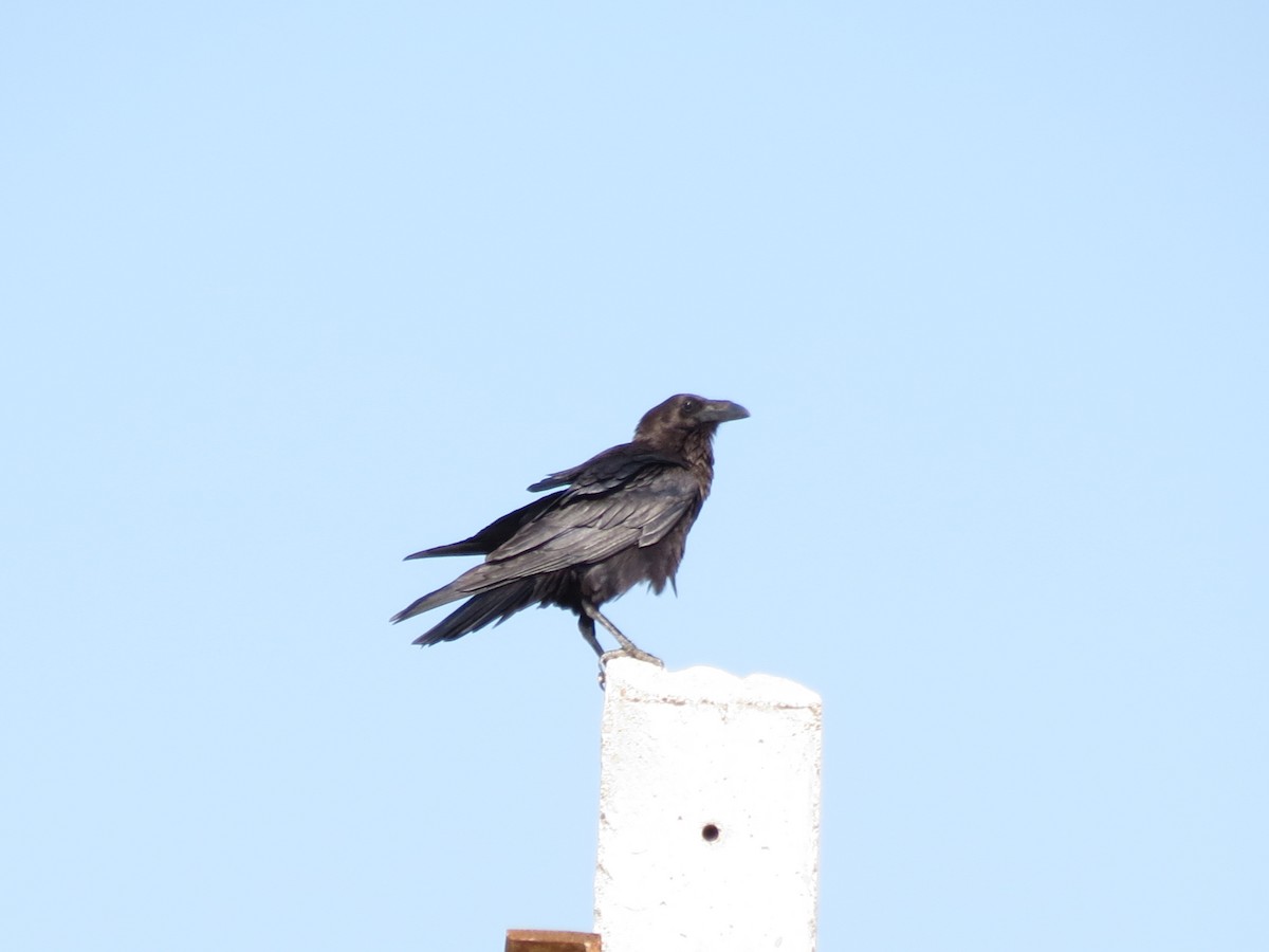 Brown-necked Raven - ML152014351