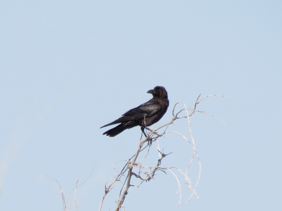 Brown-necked Raven - ML152014361