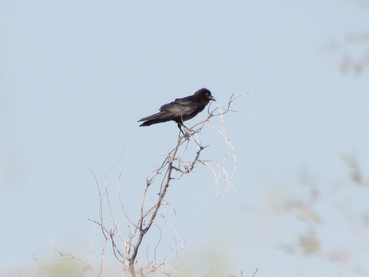 Brown-necked Raven - ML152014381
