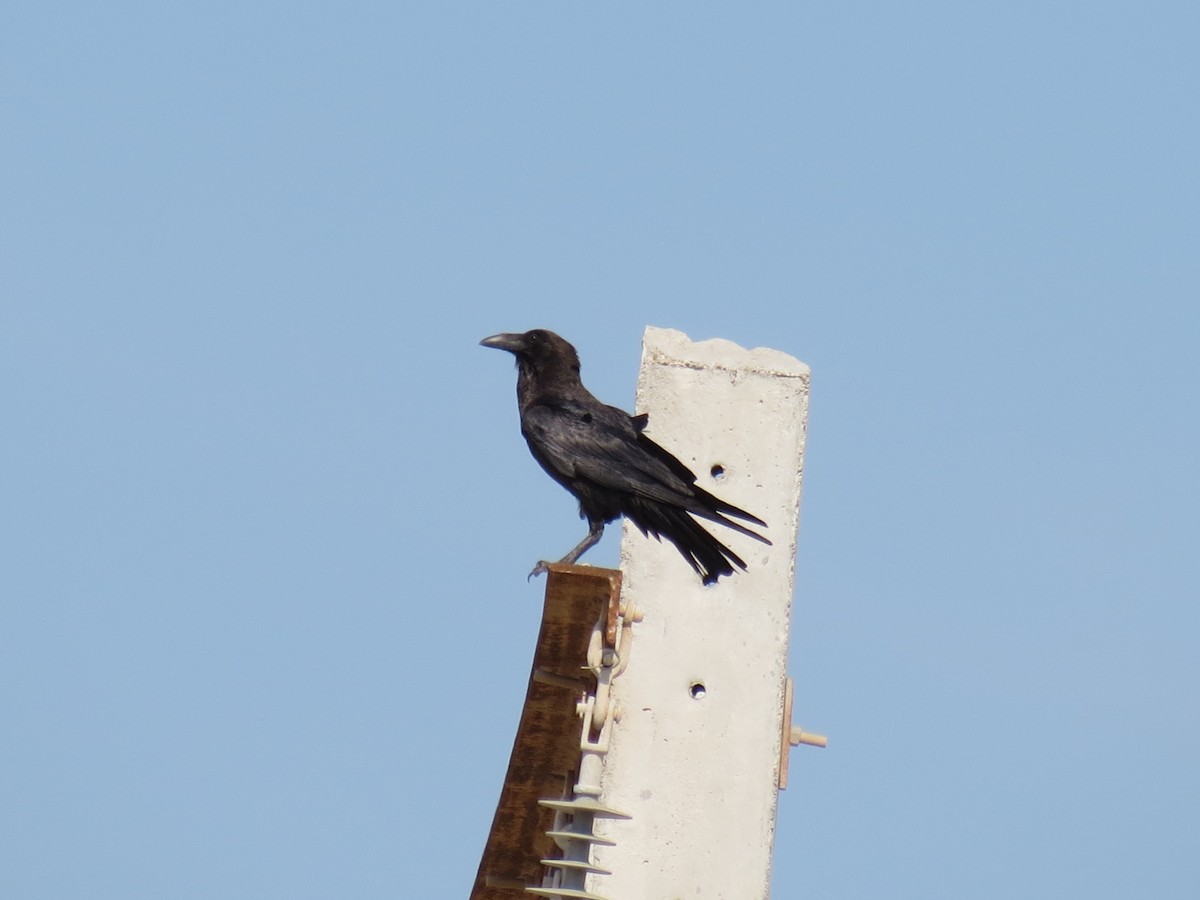 Brown-necked Raven - ML152014391