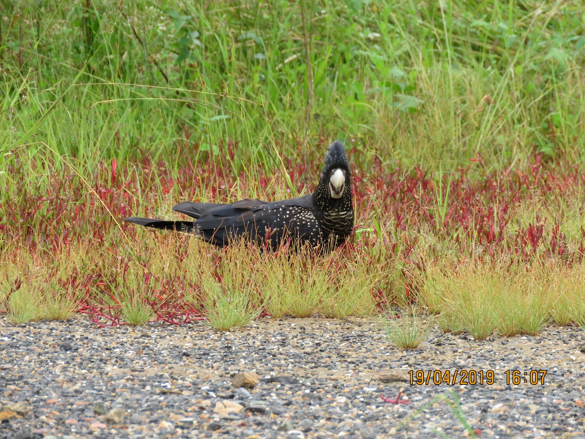 Red-tailed Black-Cockatoo - Norton Gill