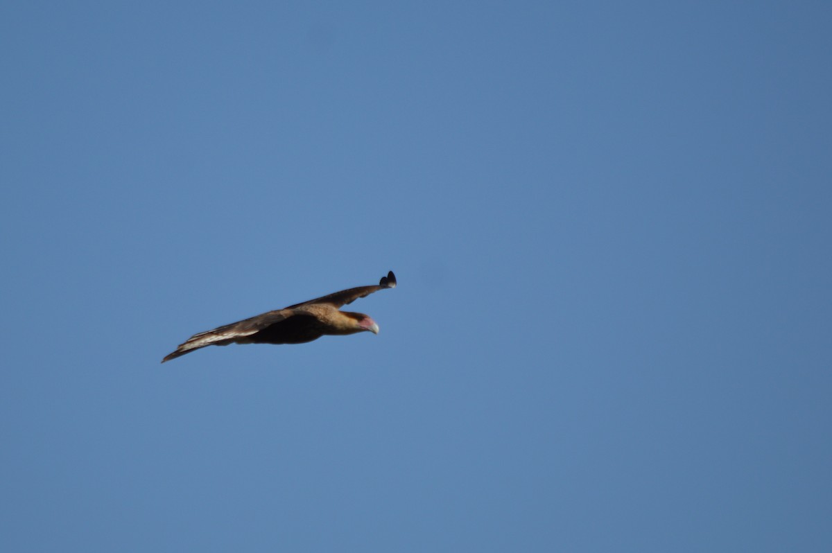 Crested Caracara (Southern) - ML152015391