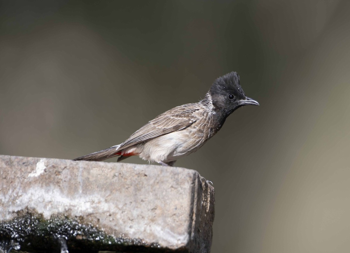 Red-vented Bulbul - Huw Roberts