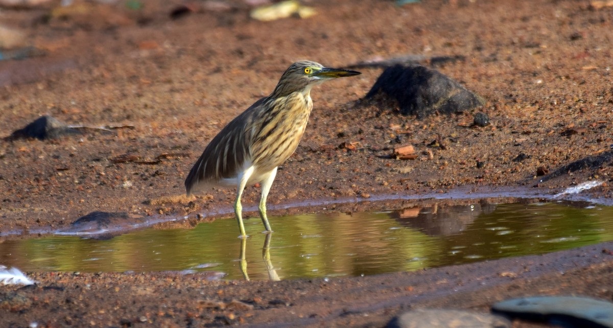 Indian Pond-Heron - mathew thekkethala