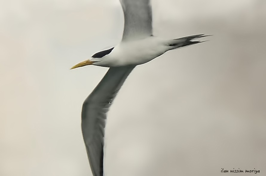 Great Crested Tern - ML152016111