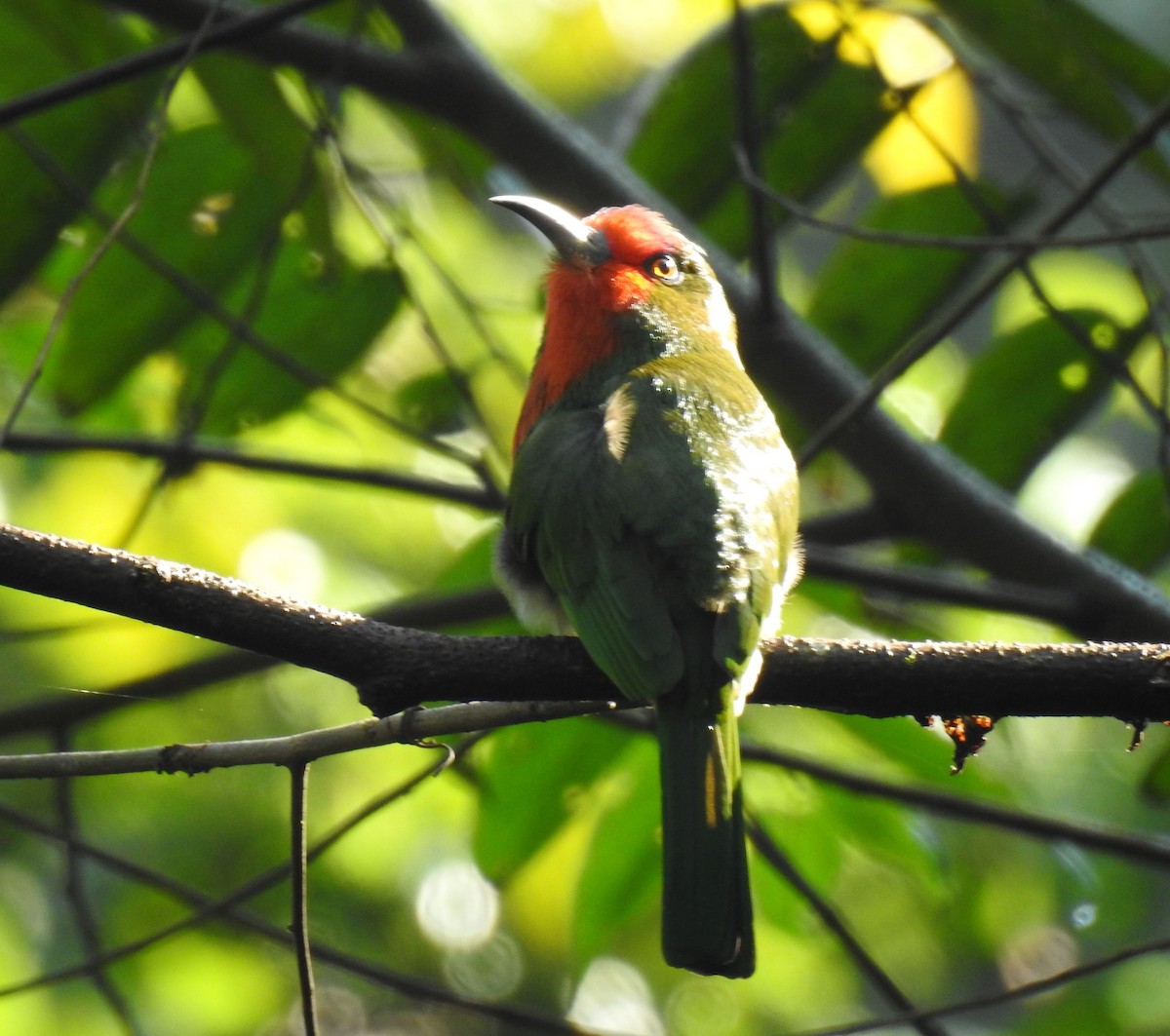 Red-bearded Bee-eater - Phoenix Kwan