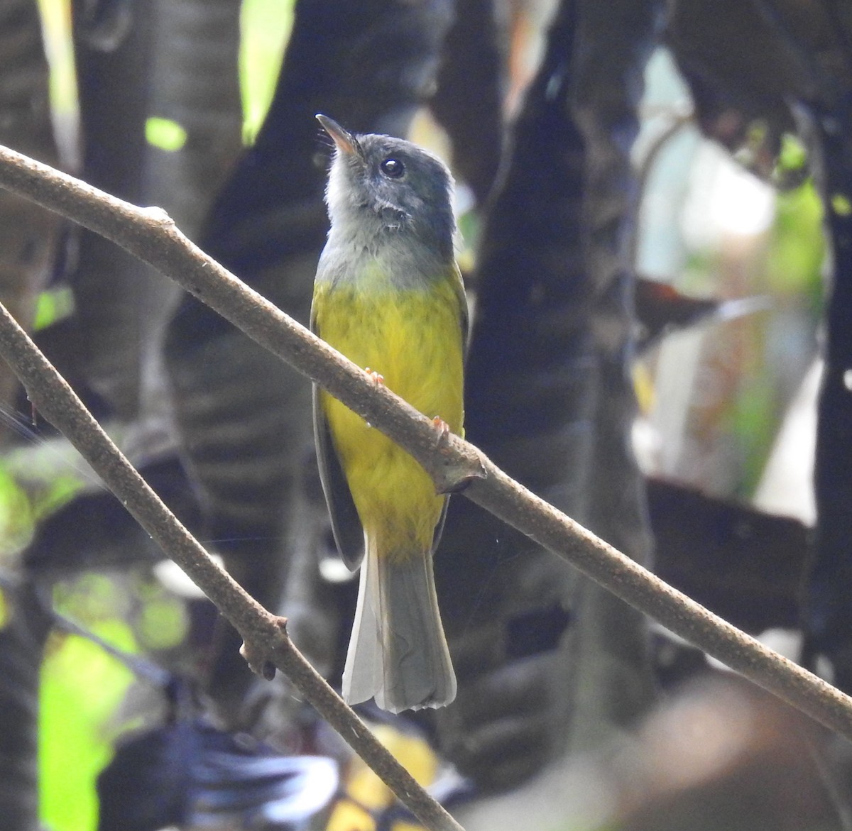 Gray-headed Canary-Flycatcher - Phoenix Kwan
