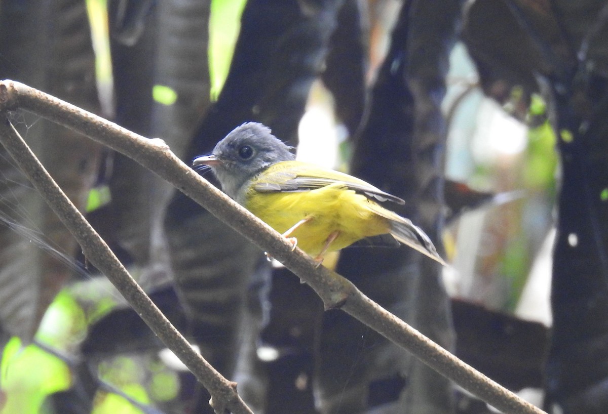 Gray-headed Canary-Flycatcher - Phoenix Kwan
