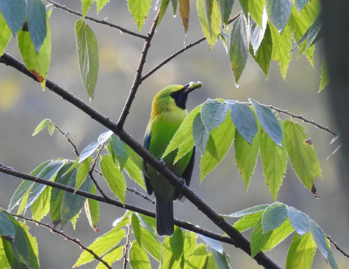 Lesser Green Leafbird - Phoenix Kwan