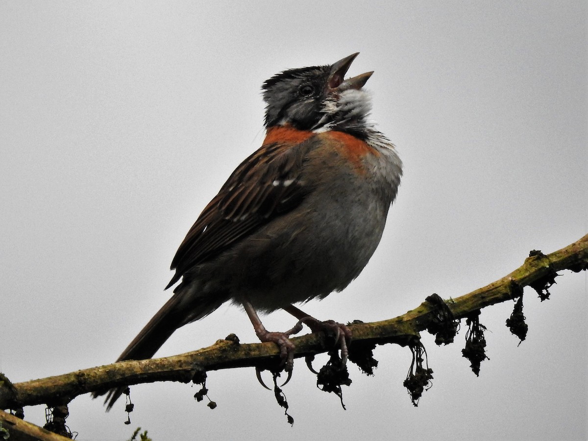 Rufous-collared Sparrow - Dennis S Main