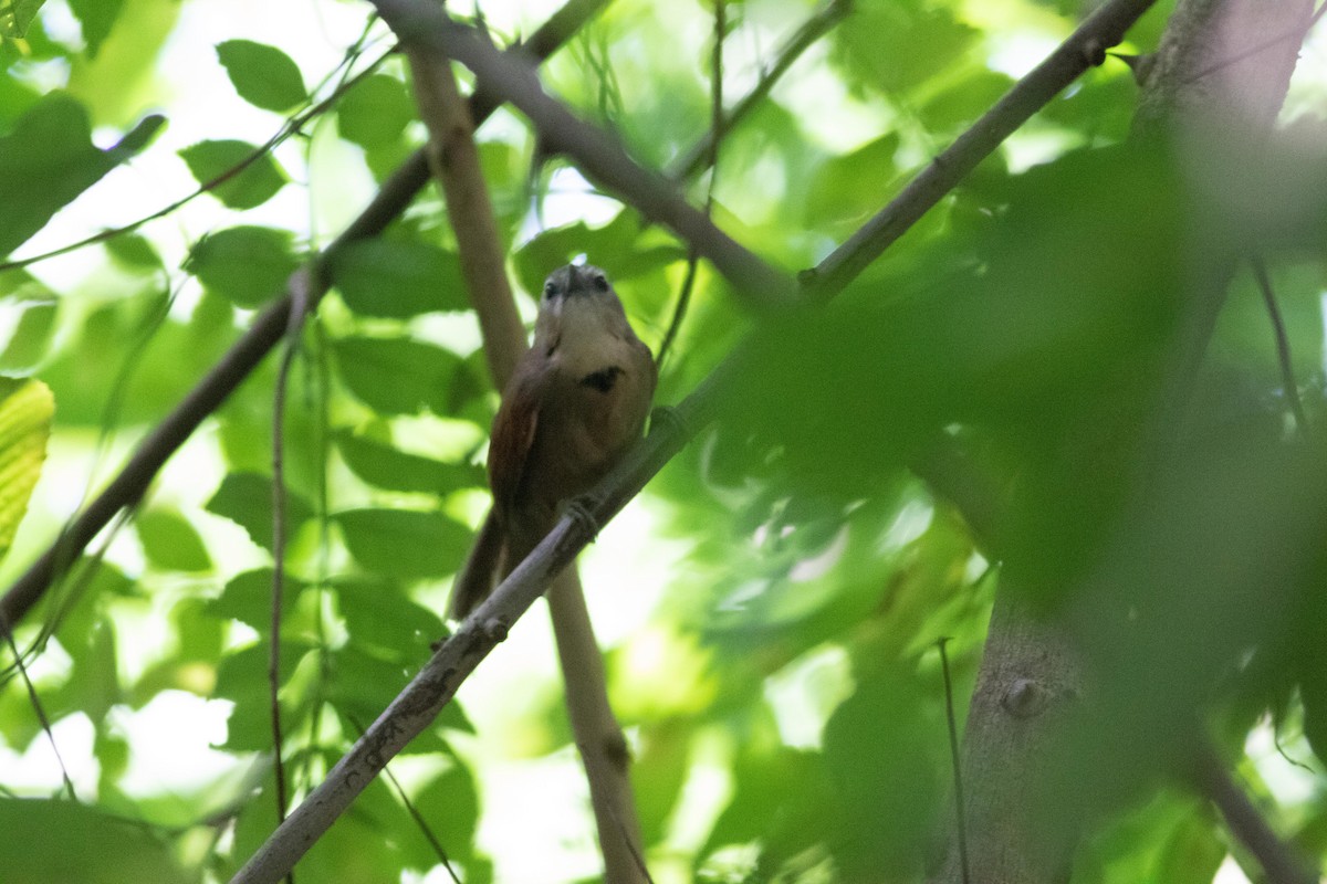 Crescent-chested Babbler - ML152017351