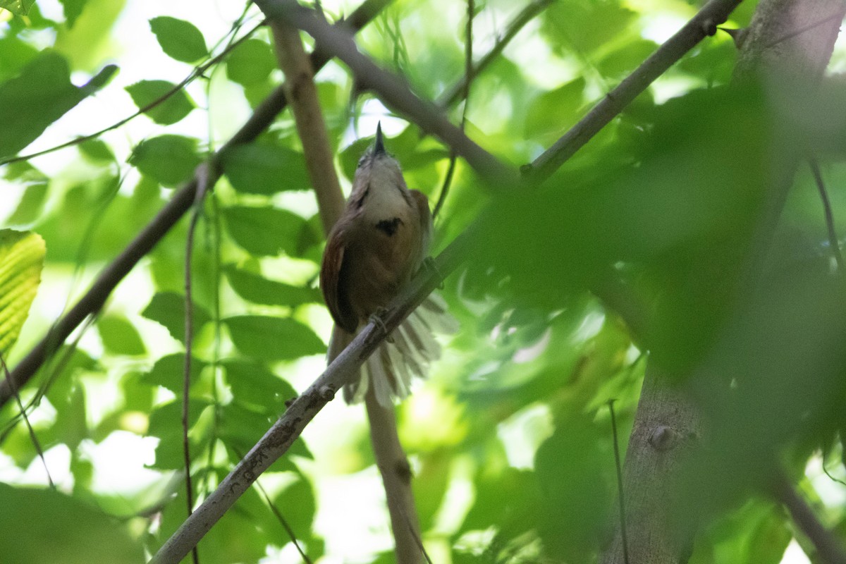Crescent-chested Babbler - ML152017371