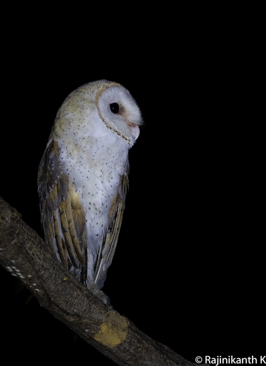 Barn Owl - Rajinikanth Kasthuri