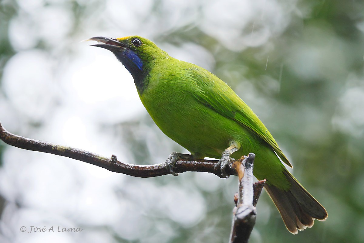 Golden-fronted Leafbird - Jose Antonio Lama