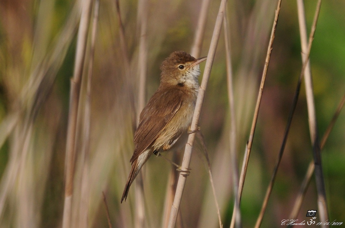 Common Reed Warbler - Carl  Hawker