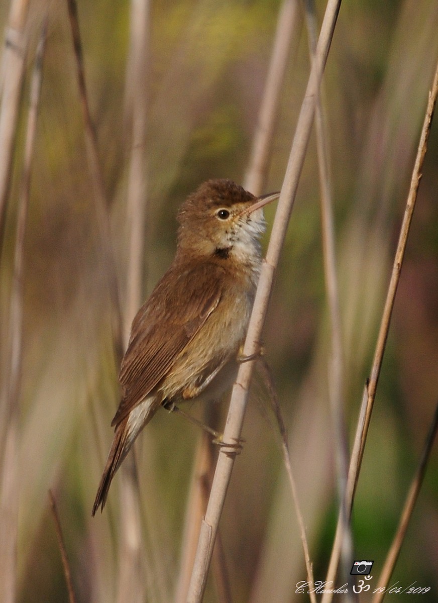 Common Reed Warbler - ML152018861