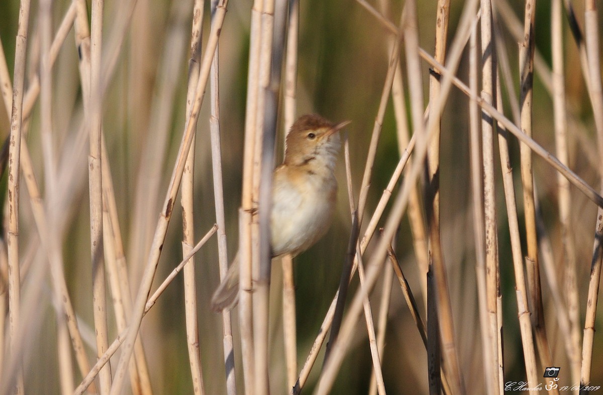 Common Reed Warbler - ML152018901