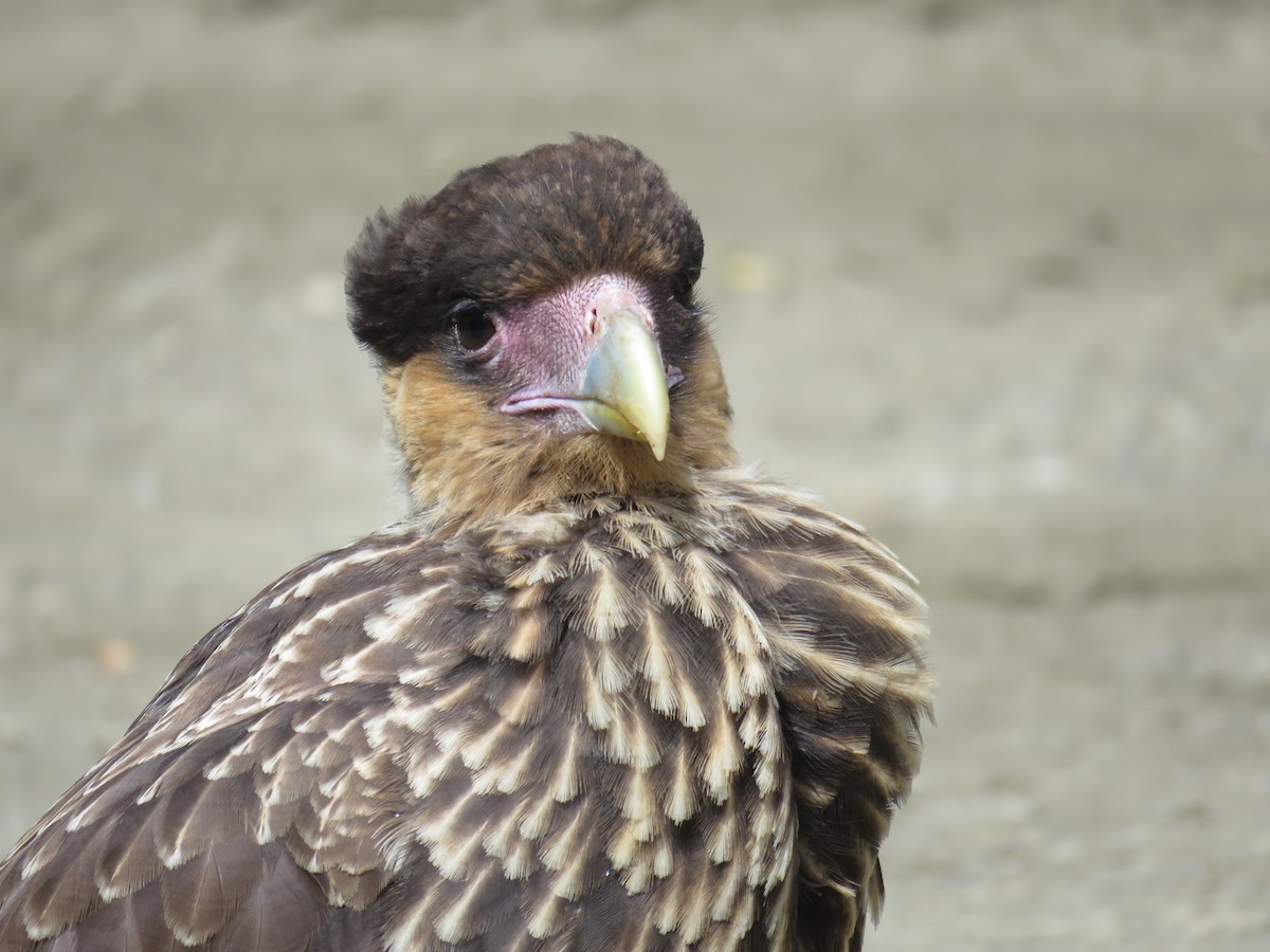 Crested Caracara (Southern) - Laura Wilson