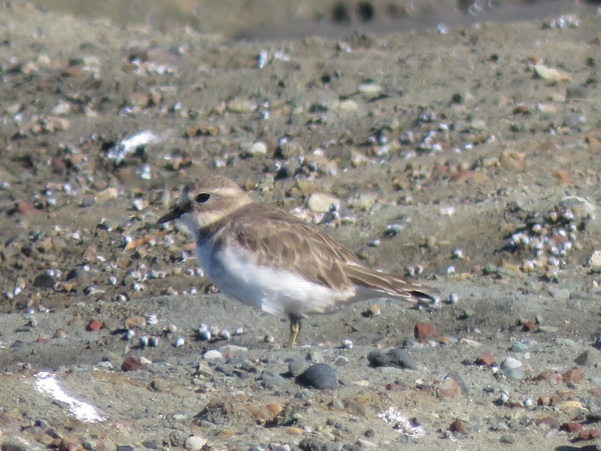Double-banded Plover - ML152019761