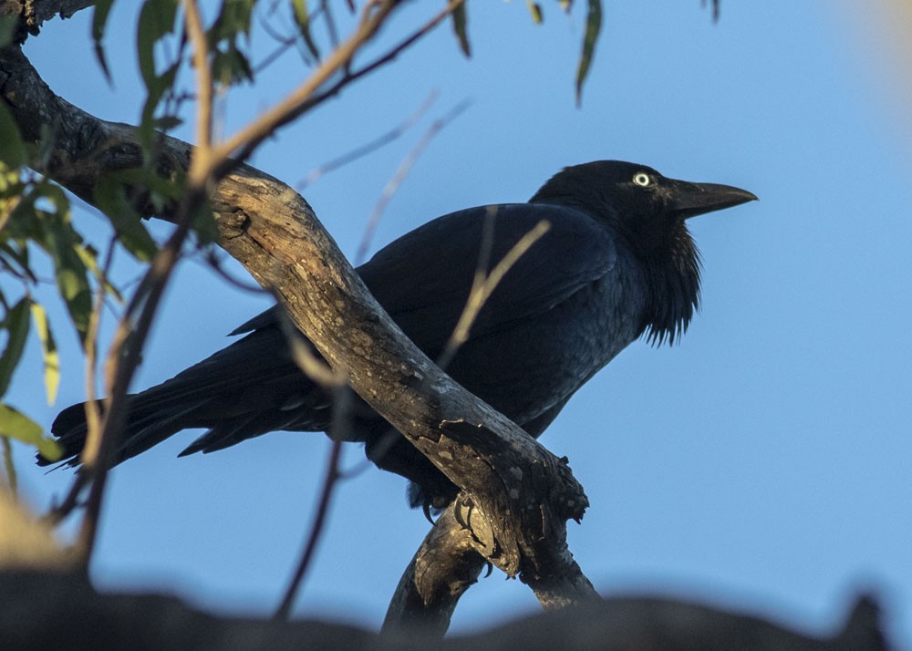 Australian Raven - Stephen Murray