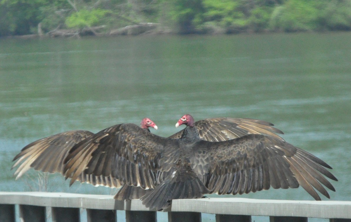 Turkey Vulture - Tommie Rogers
