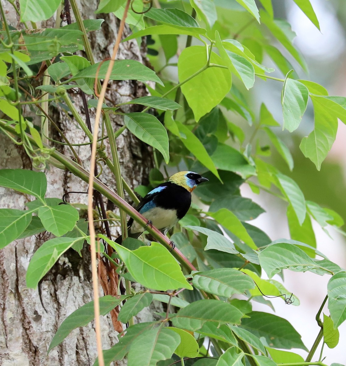 Golden-hooded Tanager - Aitor Gonzalo