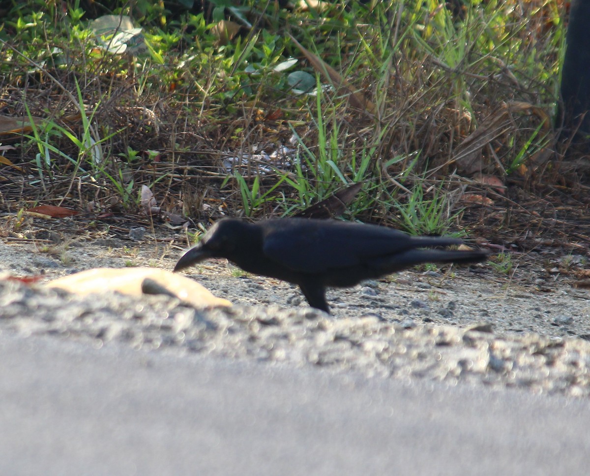 Large-billed Crow - Bindu  K