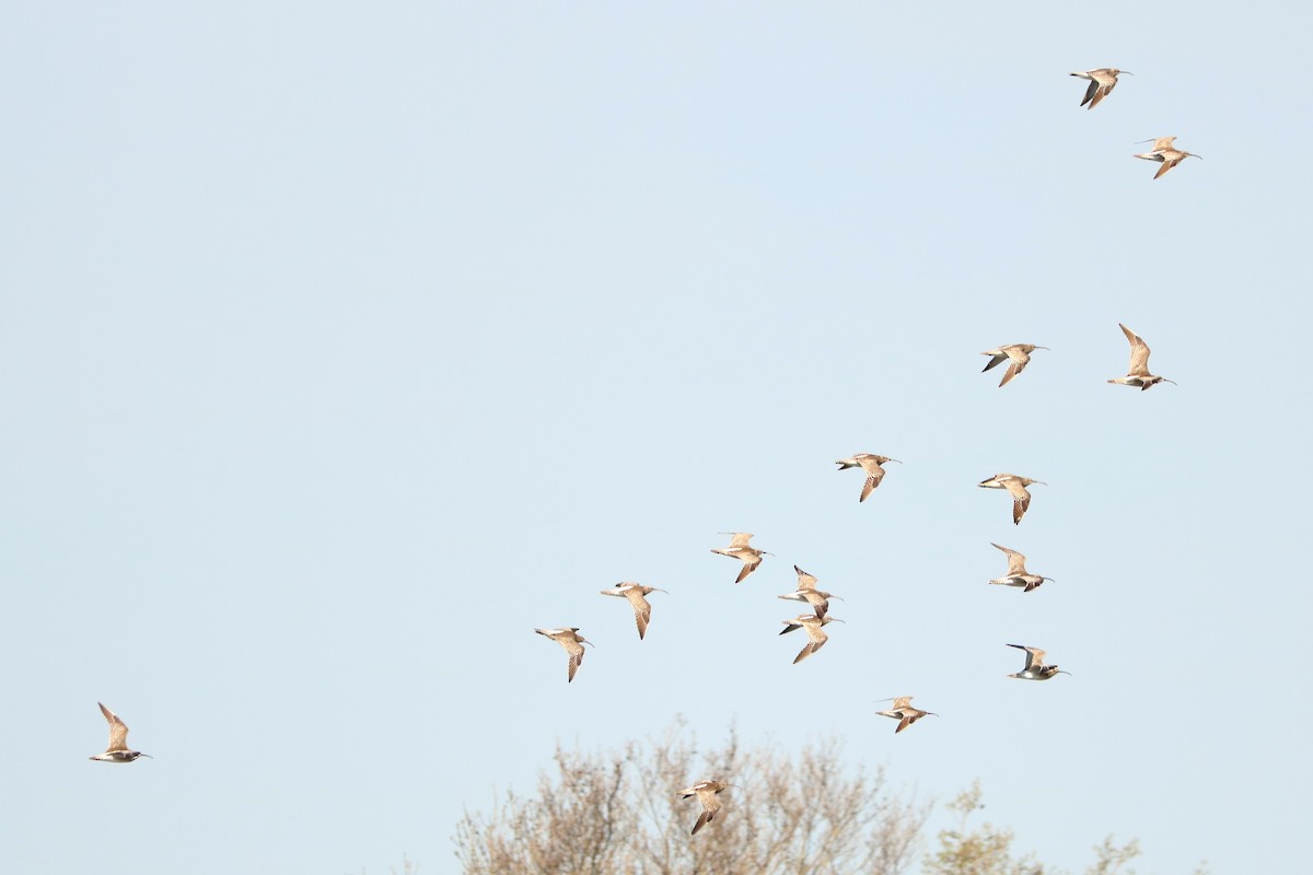 Eurasian Curlew - Letty Roedolf Groenenboom