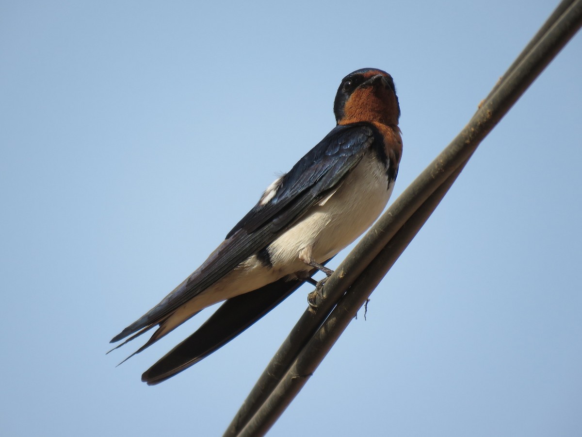 Red-chested Swallow - ML152025271
