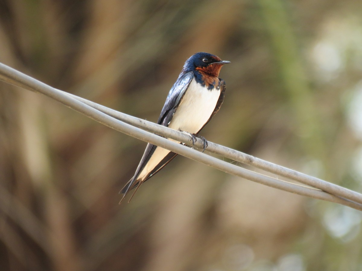 Red-chested Swallow - ML152025301
