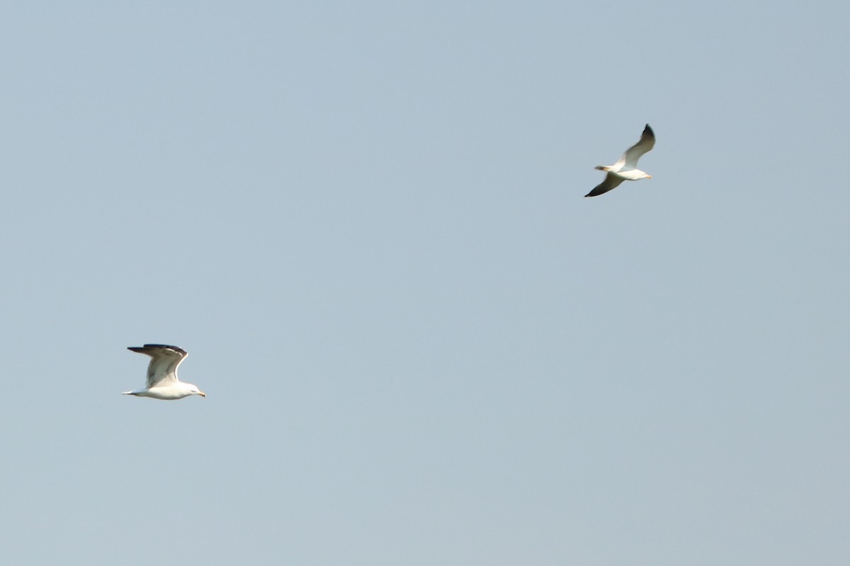 Lesser Black-backed Gull - Letty Roedolf Groenenboom