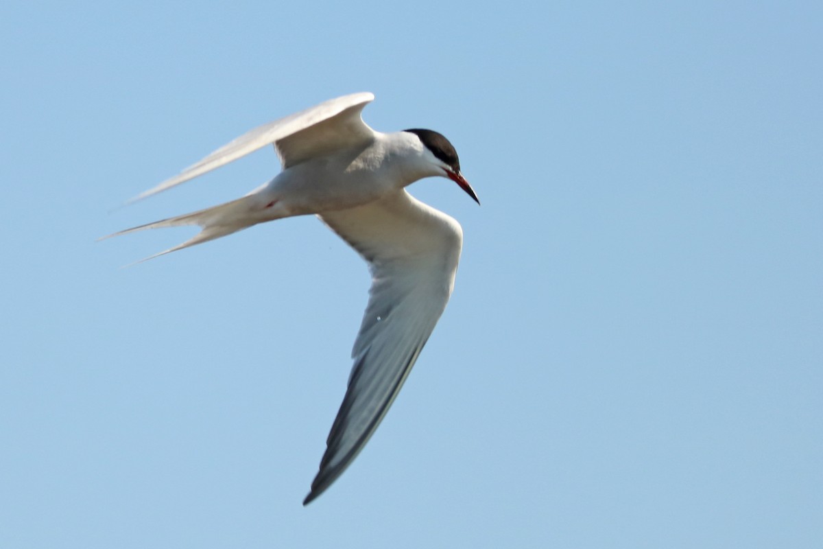 Common Tern - Letty Roedolf Groenenboom