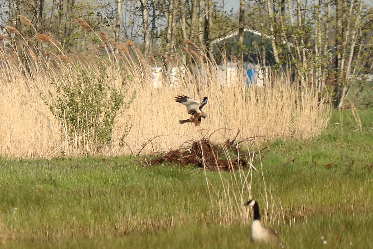 Western Marsh Harrier - Letty Roedolf Groenenboom