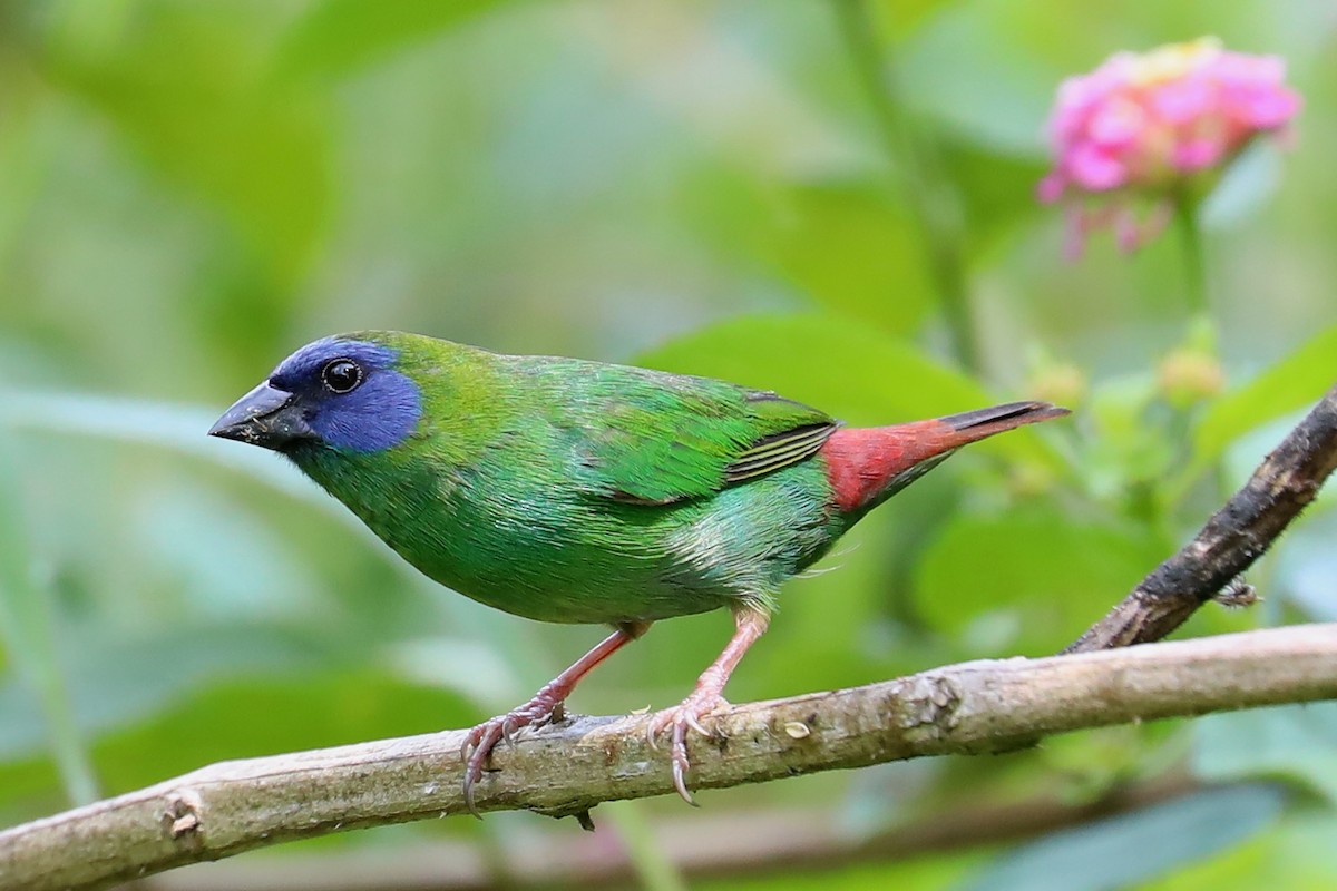 Blue-faced Parrotfinch - ML152025831