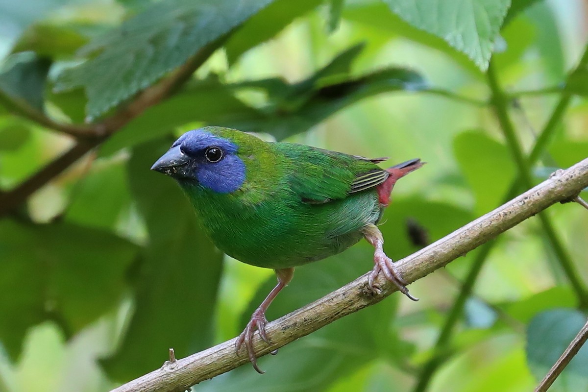 Blue-faced Parrotfinch - ML152025841