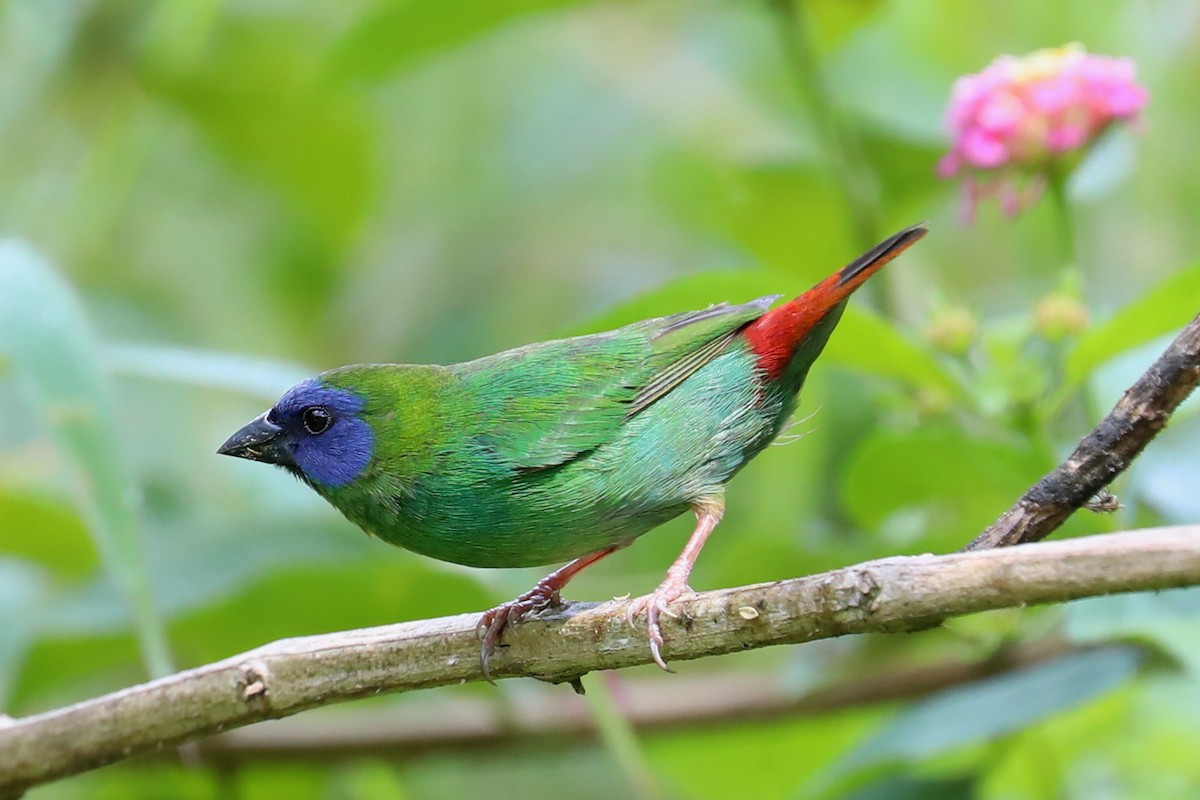 Blue-faced Parrotfinch - ML152025851