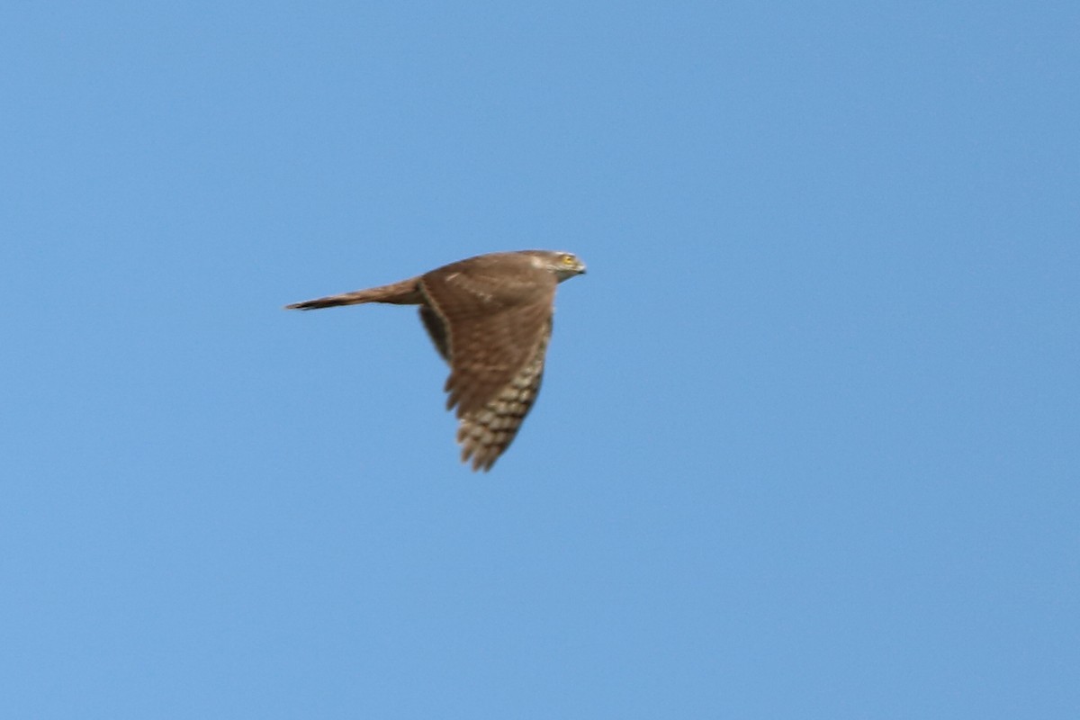 Eurasian Sparrowhawk - ML152025871