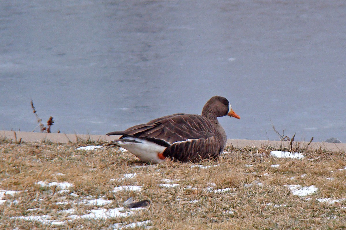 Greater White-fronted Goose - ML152025901