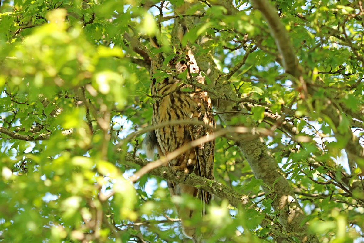 Long-eared Owl - ML152025981