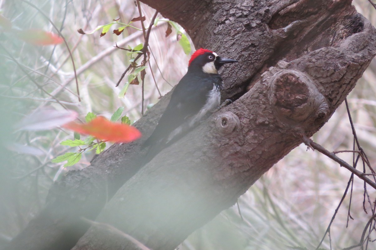 Acorn Woodpecker - ML152026041