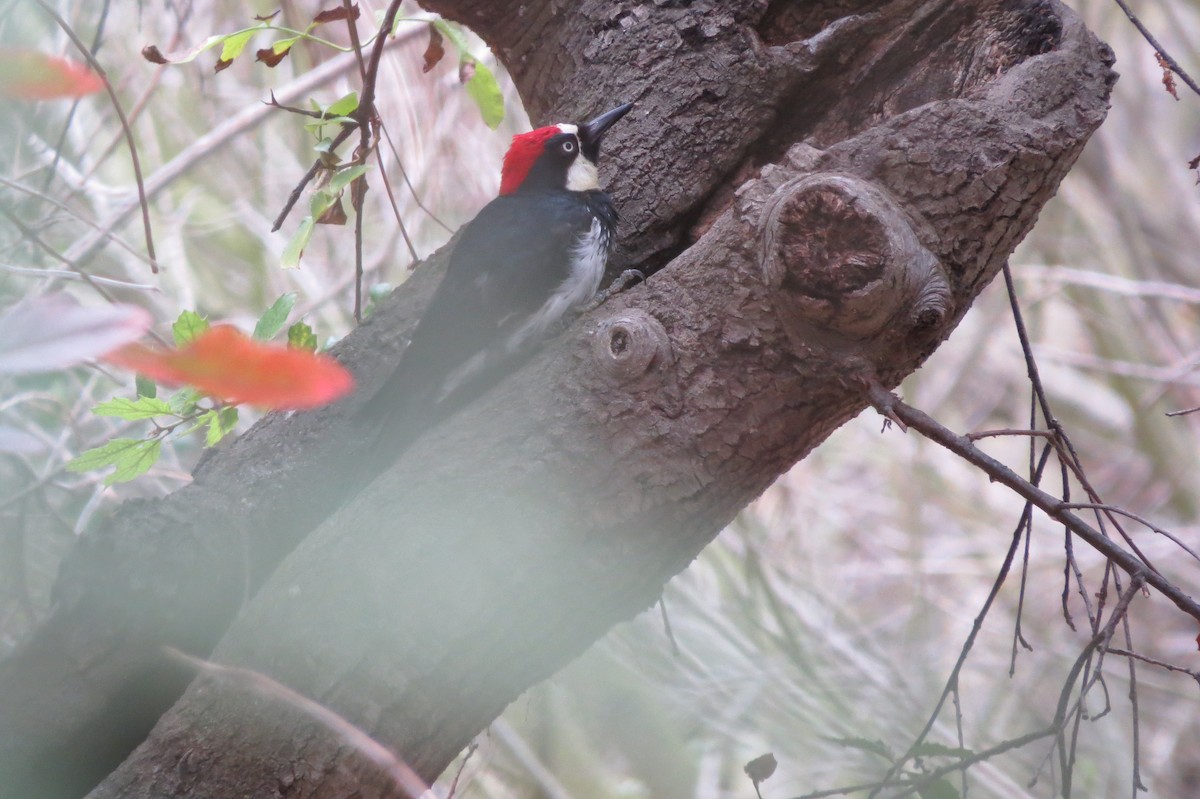 Acorn Woodpecker - ML152026071